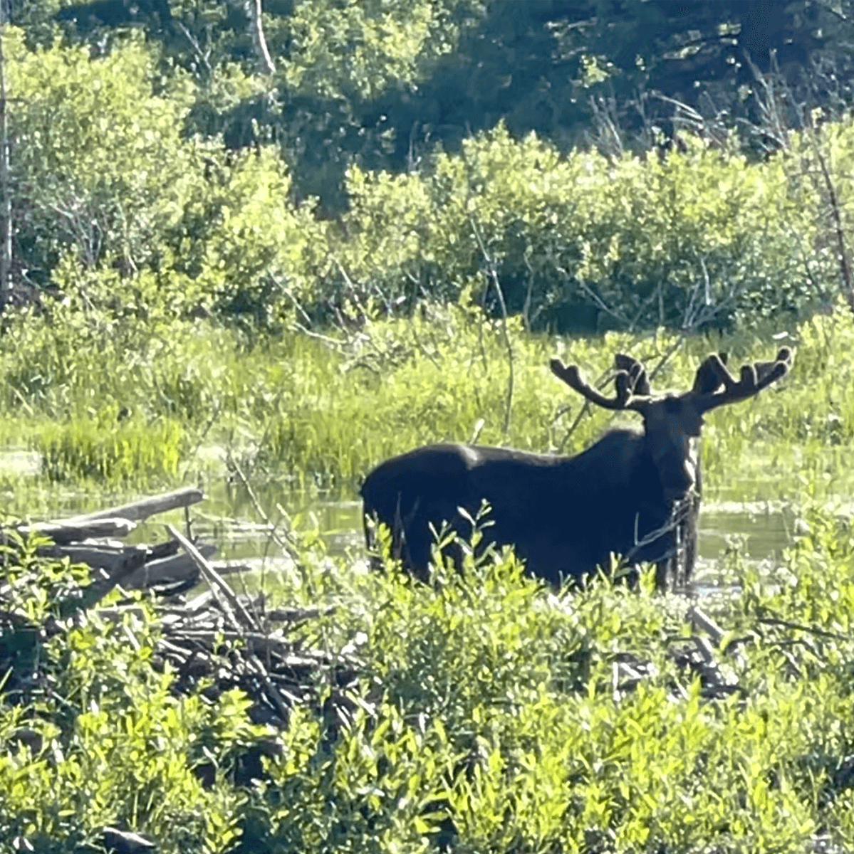 glacier national park moose transformation hiking
